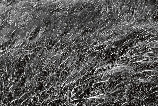 Long Grass