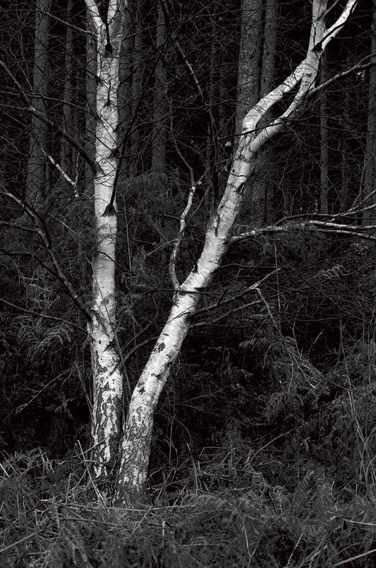 Silver Birch Tree, Dorset, England