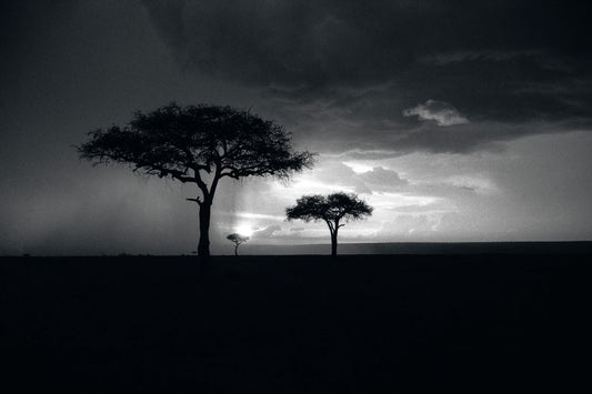Thunderstorm and Acacia Trees, Masai Mara, Kenya