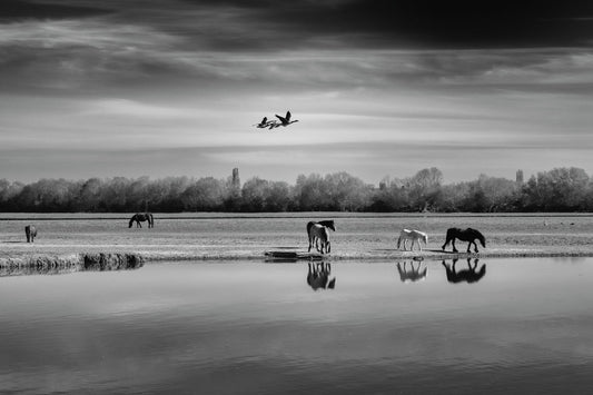 Geese on Port Meadow, early Morning