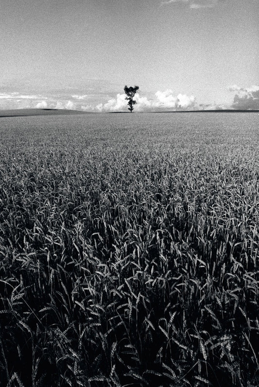 Cornfield and Tree