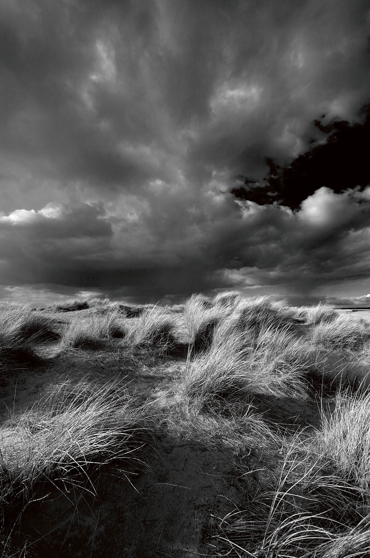 Dunes, Studland, Dorset