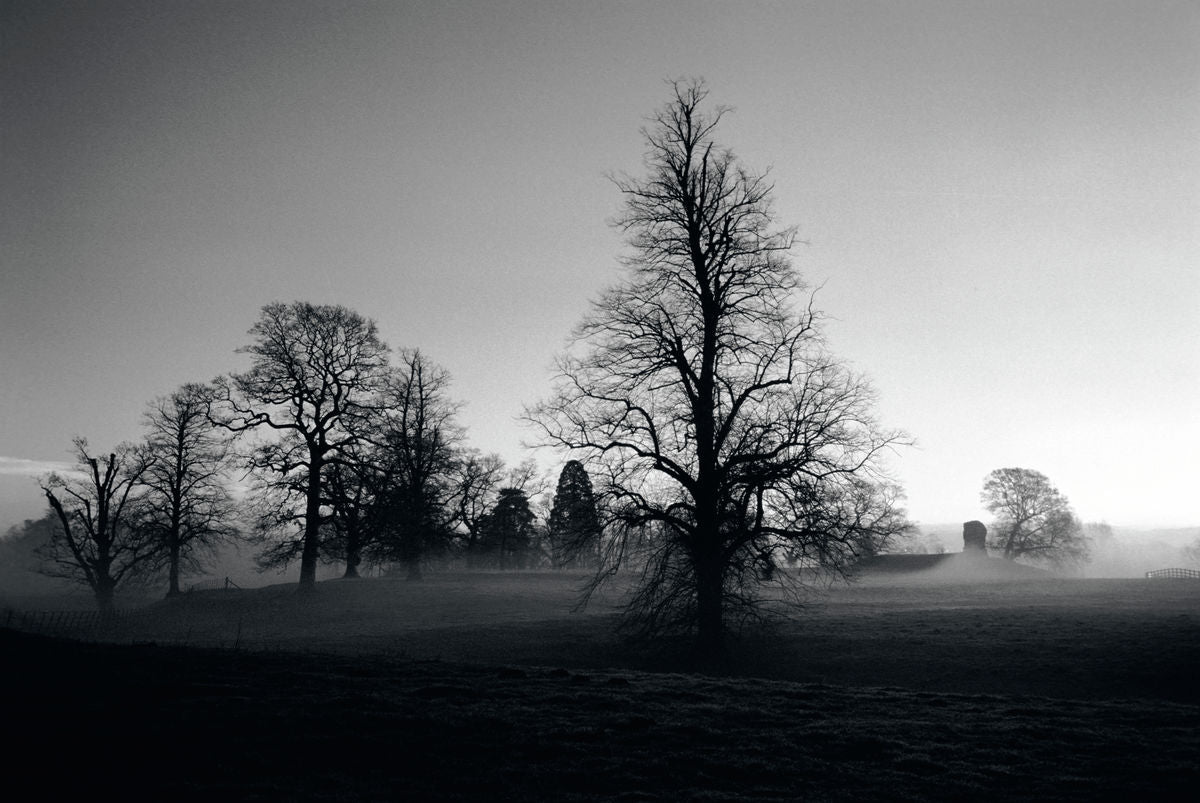 Early Morning Mist and Trees, Wallingford, Oxfordshire