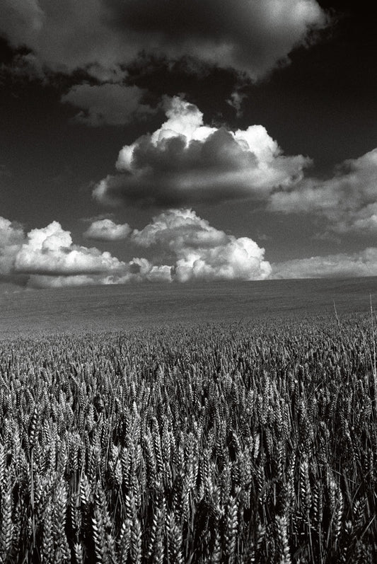 Clouds above a Cornfield, Oxfordshire